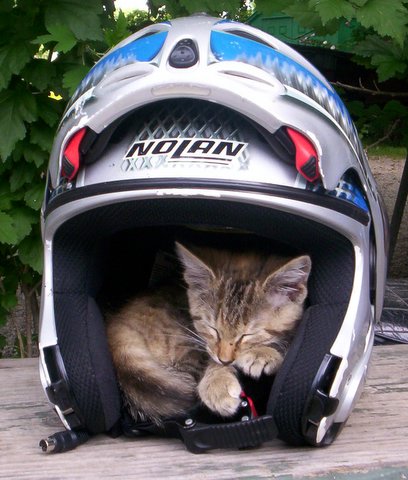 airshow kitten helmet.jpg