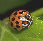 ladybug_after.jpg